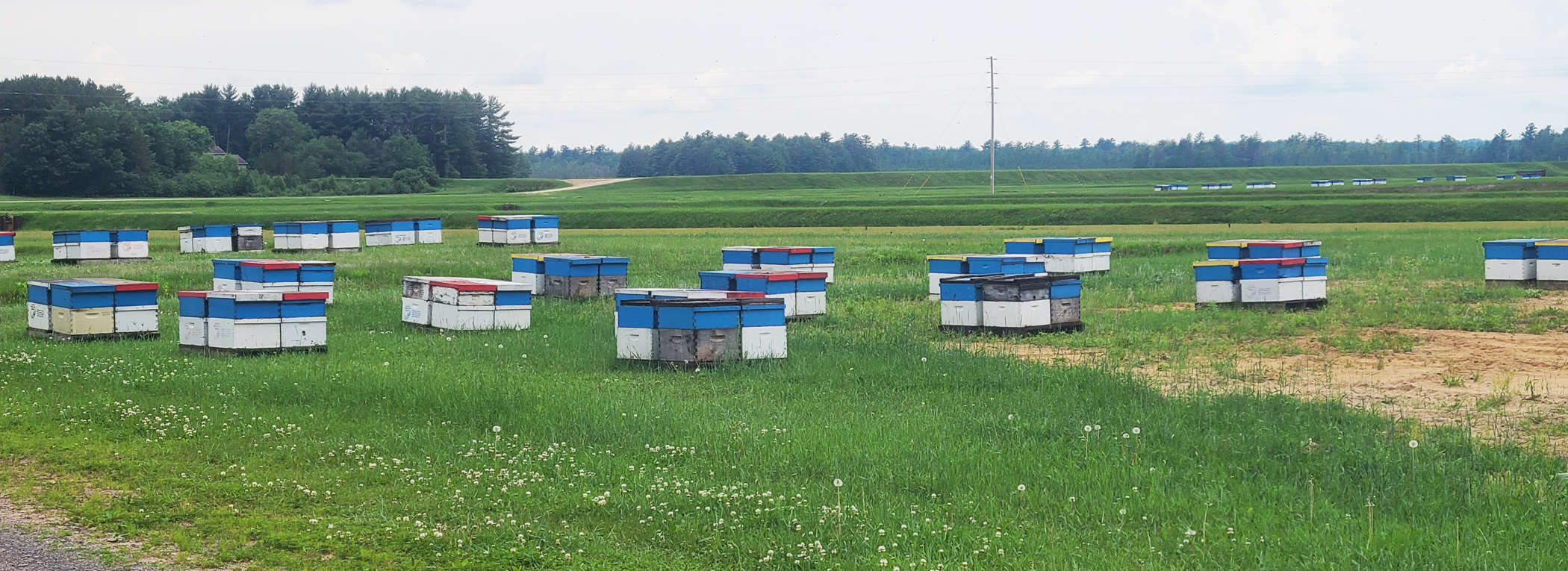 Bee hive boxes in field