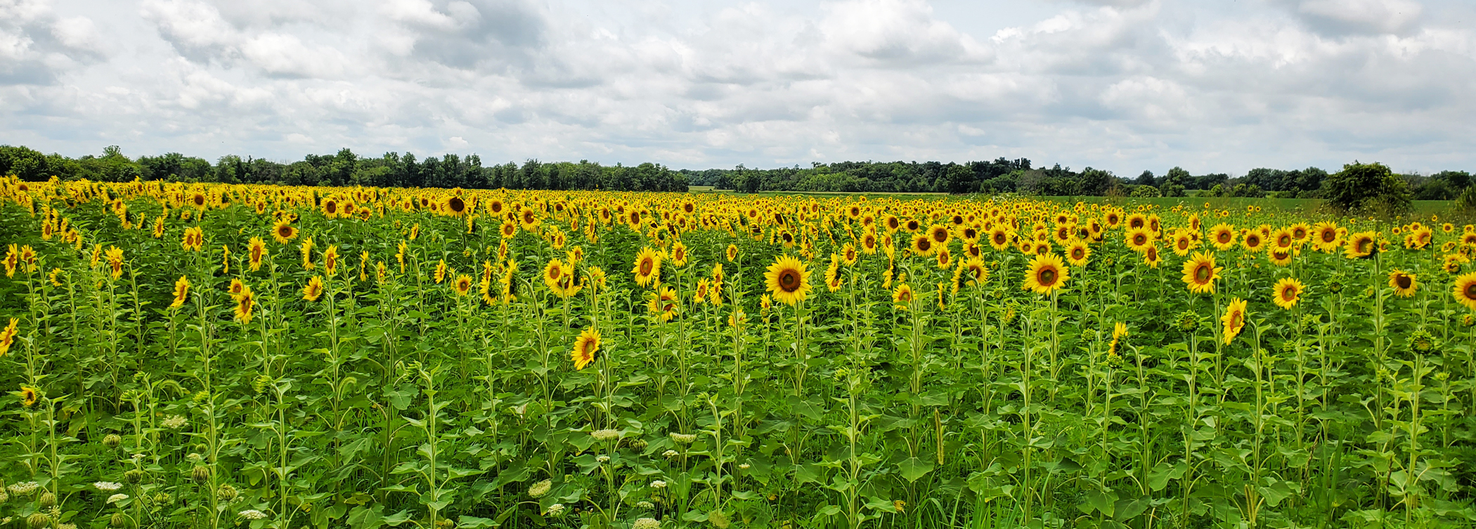 Field of sunflowers pollinated by bees
